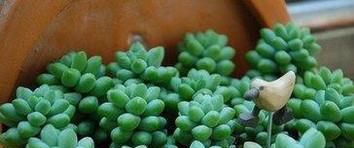 养多肉植物用什么花盆
