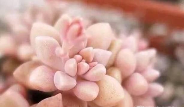 姬秋丽要如何养护