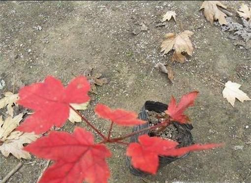 日本红枫苗、日本红枫树的种植方法
