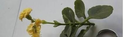 植物嫁接方法一(劈接)