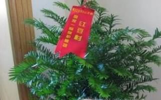 红豆杉的种植方法