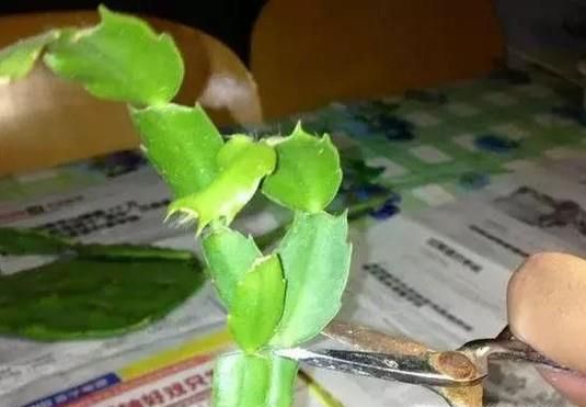 蟹爪兰怎样修剪