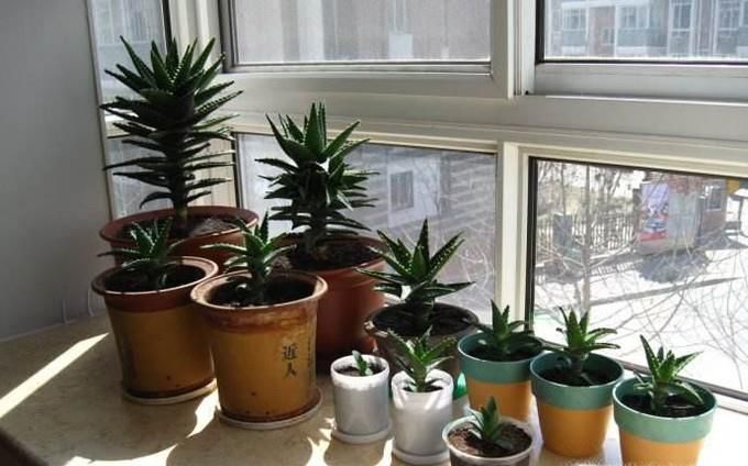 怎样给芦荟换盆