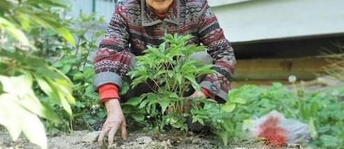 芍药不开花的解决办法