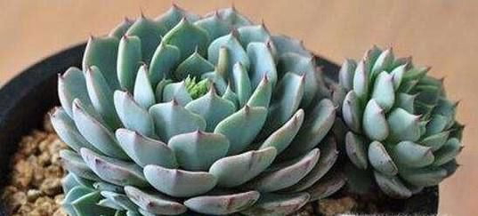 肉肉怎么浇水，多肉植物浇水方法