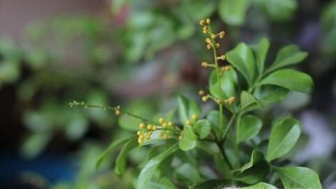 米兰花掉叶子怎么办