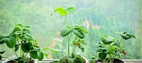 怎么种植盆摘草莓？