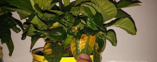 解决栀子花叶黄的原因