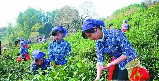 如何自制红茶？