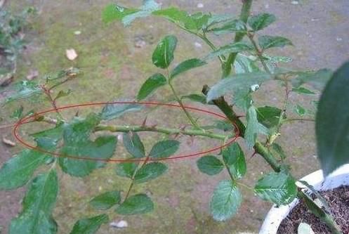 月季花怎样插枝容易活
