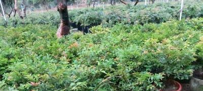 嘉宝果的种植方法