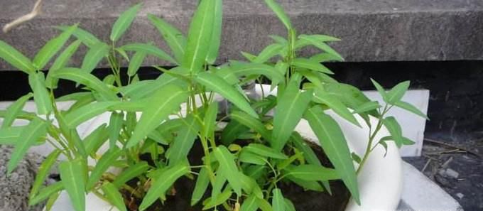 家庭怎样无土种植空心菜(水培空心菜)