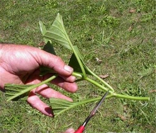 怎样给绣球花做扦插最好?需要注意什么?
