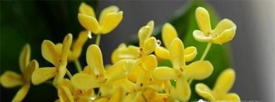 桂花主要病害的识别与防治
