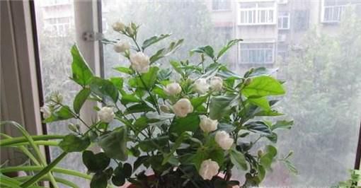 茉莉花怎么养 怎么养好茉莉花