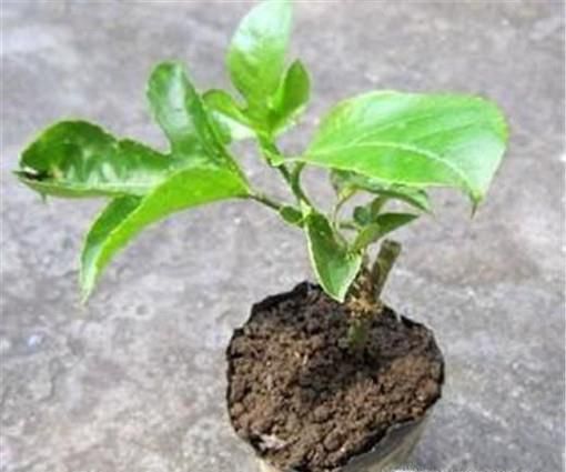 盆栽百香果的种植方法