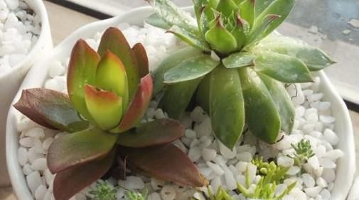 多肉植物该怎么挑选？