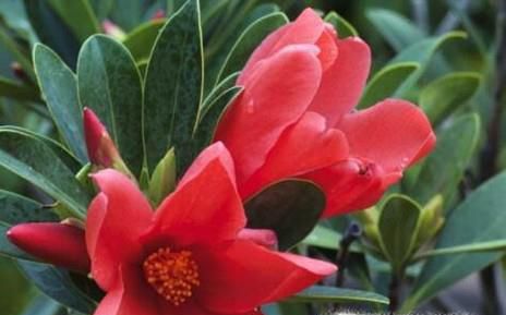 四季茶花的养殖方法
