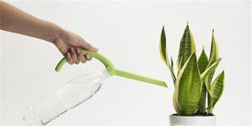 虎皮兰怎么养才能长的茂盛又爆盆？
