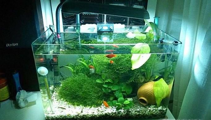 新手想要养草开缸基础选材