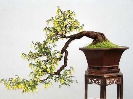 金雀盆景如何修剪