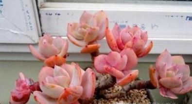 多肉植物白凤怎么露养