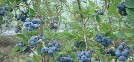 怎么种植蓝莓树