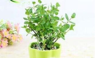 如何养植盆栽薄荷