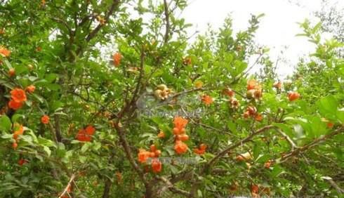 怎样促进石榴多开花多结果?