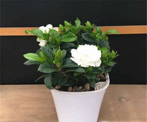 栀子花怎么养才能开花多