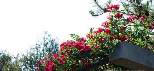藤本月季要怎样种植花开满架？