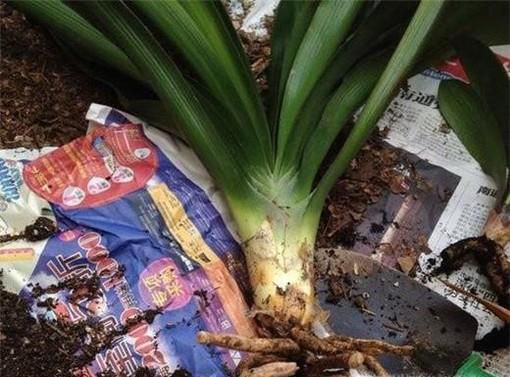 兰花根部全部腐烂后应该如何处理