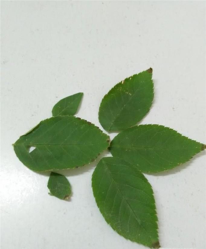 儿童手工树叶贴画