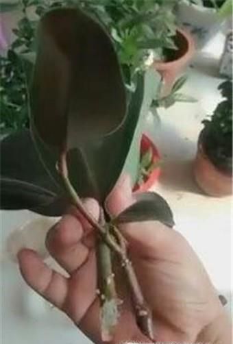 如何让扦插的橡皮树7天生根
