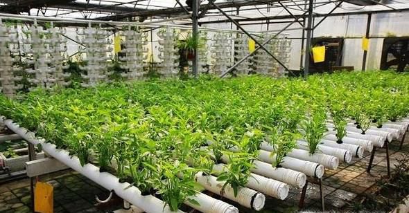 花卉无土栽培的优点有哪些？