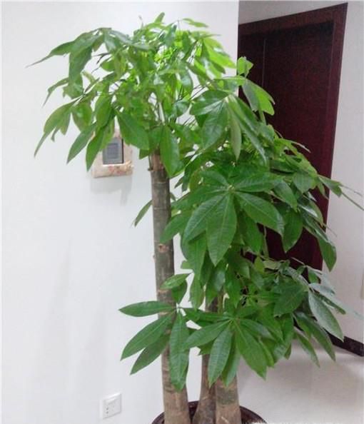 发财树的养殖办法和注意事项