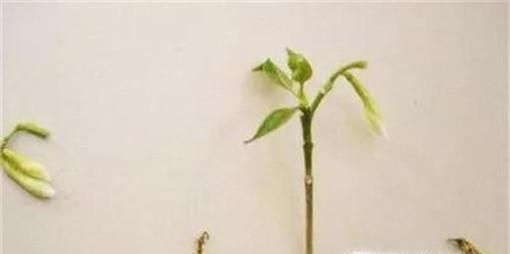 水培栀子花怎样生根快