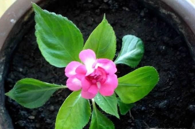 水梅花的养殖方法