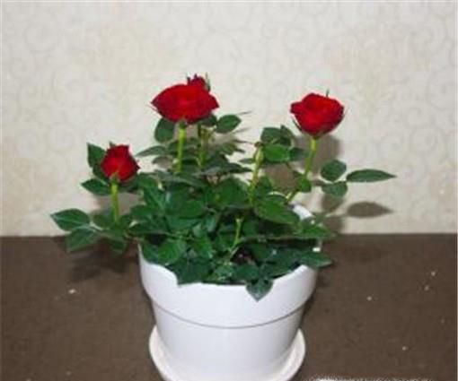 玫瑰花怎么养护？