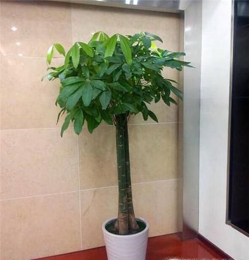 发财树叶片发黄怎么办?
