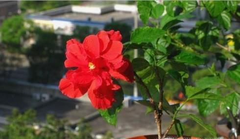扶桑花叶子发黄怎么办