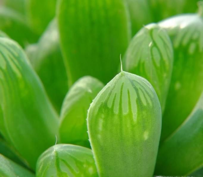 多肉植物的养殖方法:玉露篇