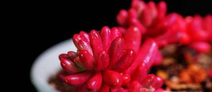 如何养好多肉植物虹之玉