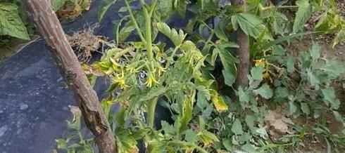 家里种的番茄该如何修剪