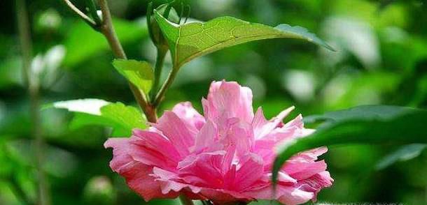 木菊花怎么养才是正确的养殖方法