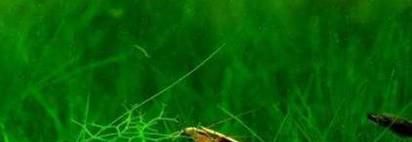 水族鱼缸除藻生物有哪些