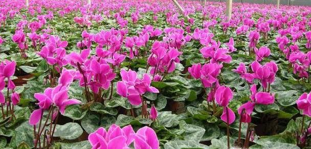 仙客来种子种植方法