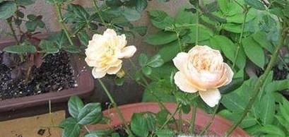花盆种植月季花不开花的原因及解决办法?