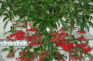 金玉满堂植物怎么养