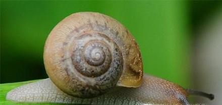 彻底灭杀蜗牛的4种非农药方法